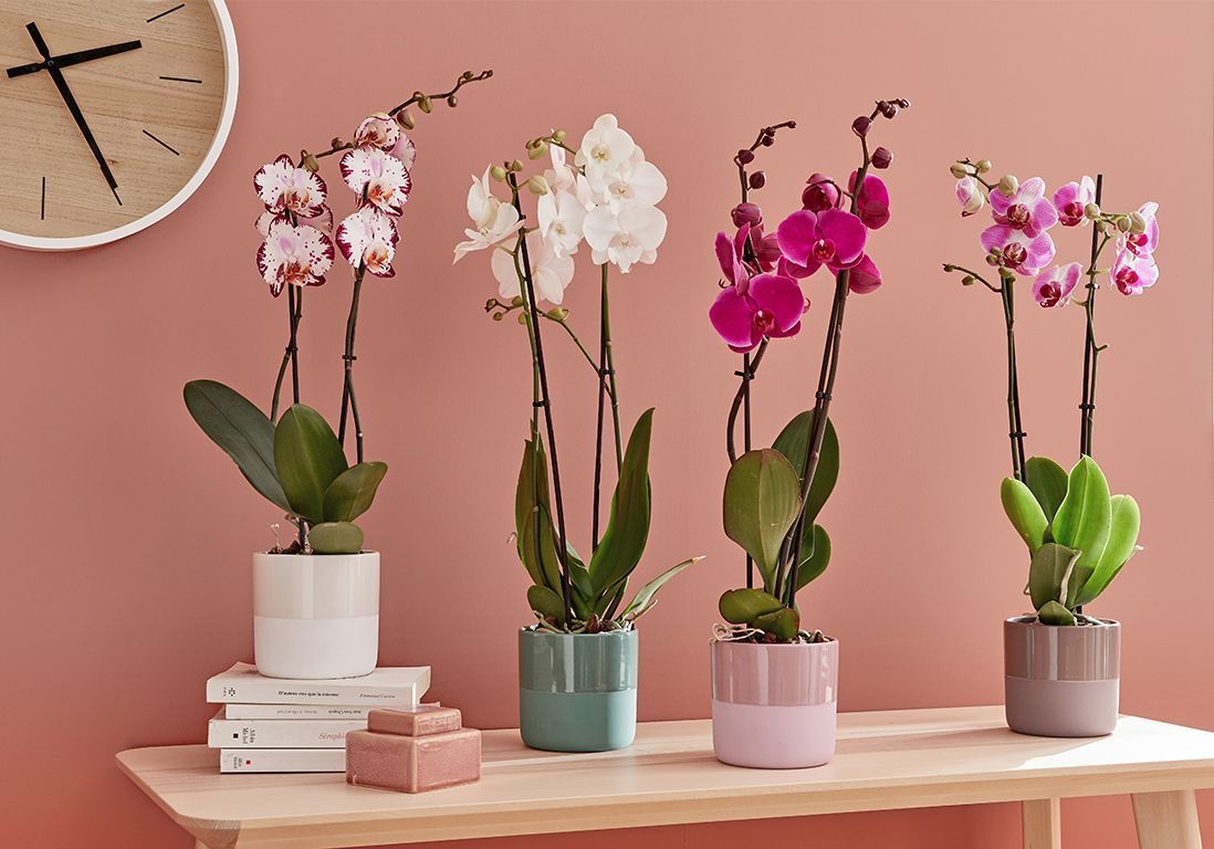 Comment entretenir une orchidée